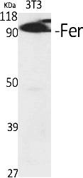 Fig.1. Western Blot analysis of various cells using Fer Polyclonal Antibody diluted at 1:500.