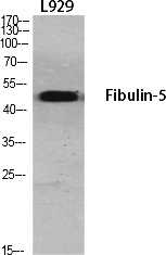 Fig.1. Western Blot analysis of various cells using Fibulin-5 Polyclonal Antibody diluted at 1:1000.