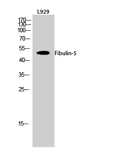Fig.2. Western Blot analysis of L929 cells using Fibulin-5 Polyclonal Antibody diluted at 1:1000.