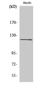 Fig. Western Blot analysis of various cells using FIR Polyclonal Antibody.