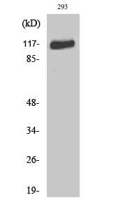 Fig. Western Blot analysis of various cells using Flg Polyclonal Antibody diluted at 1:1000.