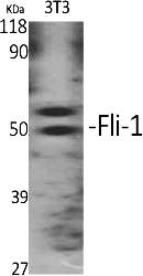 Fig.1. Western Blot analysis of various cells using Fli-1 Polyclonal Antibody.