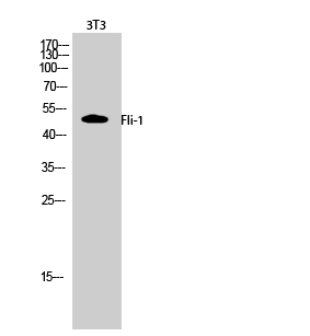 Fig.2. Western Blot analysis of 3T3 cells using Fli-1 Polyclonal Antibody.