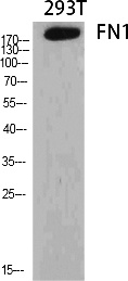 Fig.1. Western Blot analysis of various cells using FN1 Polyclonal Antibody diluted at 1:2000.