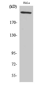 Fig.2. Western Blot analysis of HeLa cells using FN1 Polyclonal Antibody diluted at 1:2000.