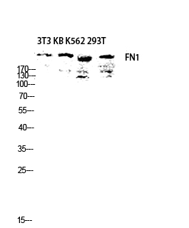 Fig.3. Western blot analysis of 3T3 KB K562 293T lysis using FN1 antibody. Antibody was diluted at 1:2000.
