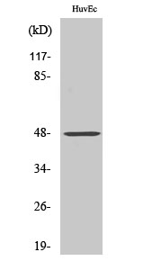 Fig. Western Blot analysis of various cells using FoxD3 Polyclonal Antibody.