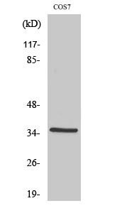 Fig. Western Blot analysis of various cells using FoxL1 Polyclonal Antibody.