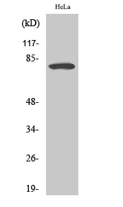 Fig.2. Western Blot analysis of hela cells using FoxO1A Polyclonal Antibody diluted at 1:1000.