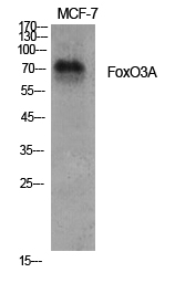 Fig.1. Western Blot analysis of various cells using FoxO3A Polyclonal Antibody diluted at 1:1000.