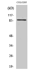 Fig.2. Western Blot analysis of Jurkat cells using FoxO3A Polyclonal Antibody diluted at 1:1000.