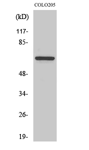 Fig. Western Blot analysis of various cells using FoxO4 Polyclonal Antibody.
