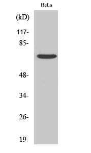 Fig. Western Blot analysis of various cells using Frizzled-1 Polyclonal Antibody.