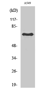 Fig.1. Western Blot analysis of various cells using Frizzled-3 Polyclonal Antibody.