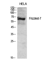 Fig.1. Western Blot analysis of various cells using Frizzled-7 Polyclonal Antibody diluted at 1:2000.