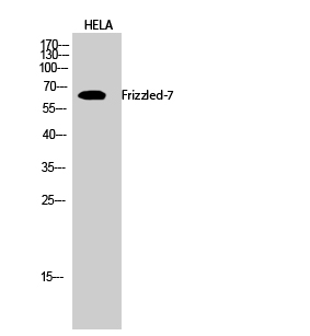 Fig.2. Western Blot analysis of hela cells using Frizzled-7 Polyclonal Antibody diluted at 1:2000.