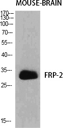 Fig.1. Western Blot analysis of various cells using FRP-2 Polyclonal Antibody diluted at 1:500.