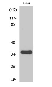 Fig.2. Western Blot analysis of HUVEC cells using FRP-2 Polyclonal Antibody diluted at 1:500.