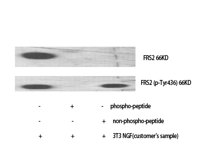 Fig.1. Western Blot analysis of various cells using FRS2 Polyclonal Antibody diluted at 1:1000.