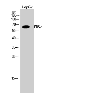 Fig.2. Western Blot analysis of HepG2 cells using FRS2 Polyclonal Antibody diluted at 1:1000.