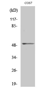 Fig. Western Blot analysis of various cells using FRS3 Polyclonal Antibody.