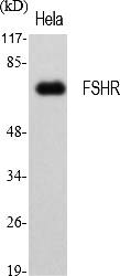 Fig.1. Western Blot analysis of various cells using FSHR Polyclonal Antibody diluted at 1:1000.