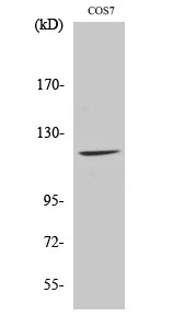 Fig. Western Blot analysis of various cells using Fucokinase Polyclonal Antibody.