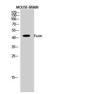 Fig.2. Western Blot analysis of Mouse-BRAIN cells using Fusin Polyclonal Antibody diluted at 1:1000.