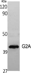 Fig.1. Western Blot analysis of various cells using G2A Polyclonal Antibody diluted at 1:500.