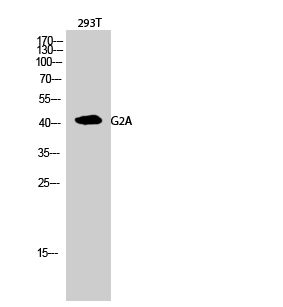 Fig.2. Western Blot analysis of 293T cells using G2A Polyclonal Antibody diluted at 1:500.