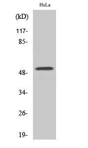 Fig. Western Blot analysis of various cells using G3BP2 Polyclonal Antibody.