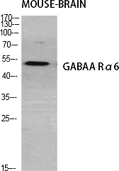 Fig.1. Western Blot analysis of various cells using GABAA Rα6 Polyclonal Antibody diluted at 1:500.