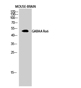 Fig.2. Western Blot analysis of Mouse-BRAIN cells using GABAA Rα6 Polyclonal Antibody diluted at 1:500.