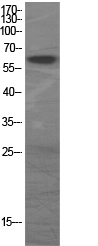Fig.1. Western Blot analysis of various cells using GAD-65/67 Polyclonal Antibody.
