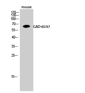 Fig.2. Western Blot analysis of Mouse cells using GAD-65/67 Polyclonal Antibody.