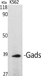Fig.1. Western Blot analysis of various cells using Gads Polyclonal Antibody.