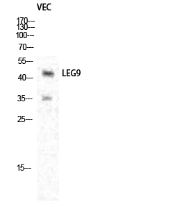 Fig.1. Western Blot analysis of various cells using Galectin-9 Polyclonal Antibody diluted at 1:1000.