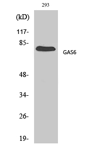 Fig.1. Western Blot analysis of various cells using Gas6 Polyclonal Antibody diluted at 1:500.