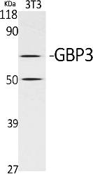 Fig.1. Western Blot analysis of various cells using GBP3 Polyclonal Antibody.