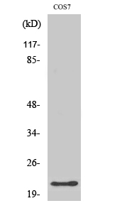 Fig. Western Blot analysis of various cells using GCG Polyclonal Antibody.