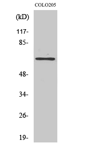 Fig. Western Blot analysis of various cells using GCP4 Polyclonal Antibody.