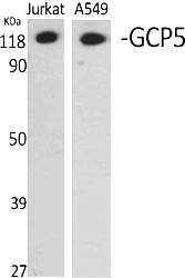 Fig.1. Western Blot analysis of various cells using GCP5 Polyclonal Antibody diluted at 1:2000.