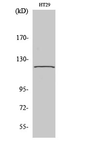 Fig.2. Western Blot analysis of 293 cells using GCP5 Polyclonal Antibody diluted at 1:2000.