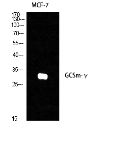 Fig.1. Western Blot analysis of various cells using GCSm-γ Polyclonal Antibody diluted at 1:1000.