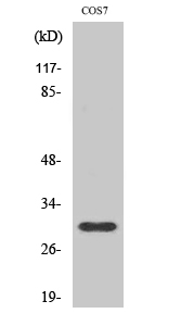 Fig.2. Western Blot analysis of COS7 cells using GCSm-γ Polyclonal Antibody diluted at 1:1000.