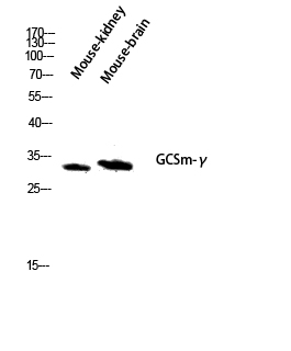 Fig.3. Western blot analysis of Mouse-kidney Mouse-brain lysate using GCSm-γ antibody. Antibody was diluted at 1:1000.