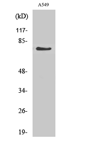 Fig. Western Blot analysis of various cells using GCS-α-1 Polyclonal Antibody.