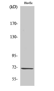 Fig. Western Blot analysis of various cells using GCS-β-1 Polyclonal Antibody.