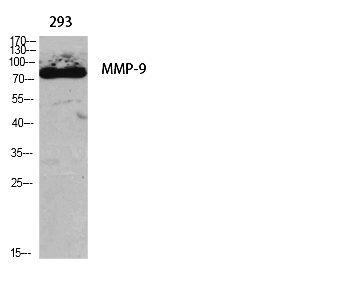 Fig.1. Western Blot analysis of various cells using MMP-9 Polyclonal Antibody diluted at 1:1000.