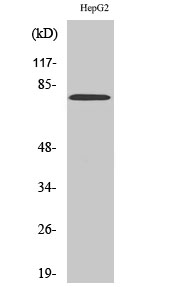 Fig.2. Western Blot analysis of HepG2 cells using MMP-9 Polyclonal Antibody diluted at 1:1000.